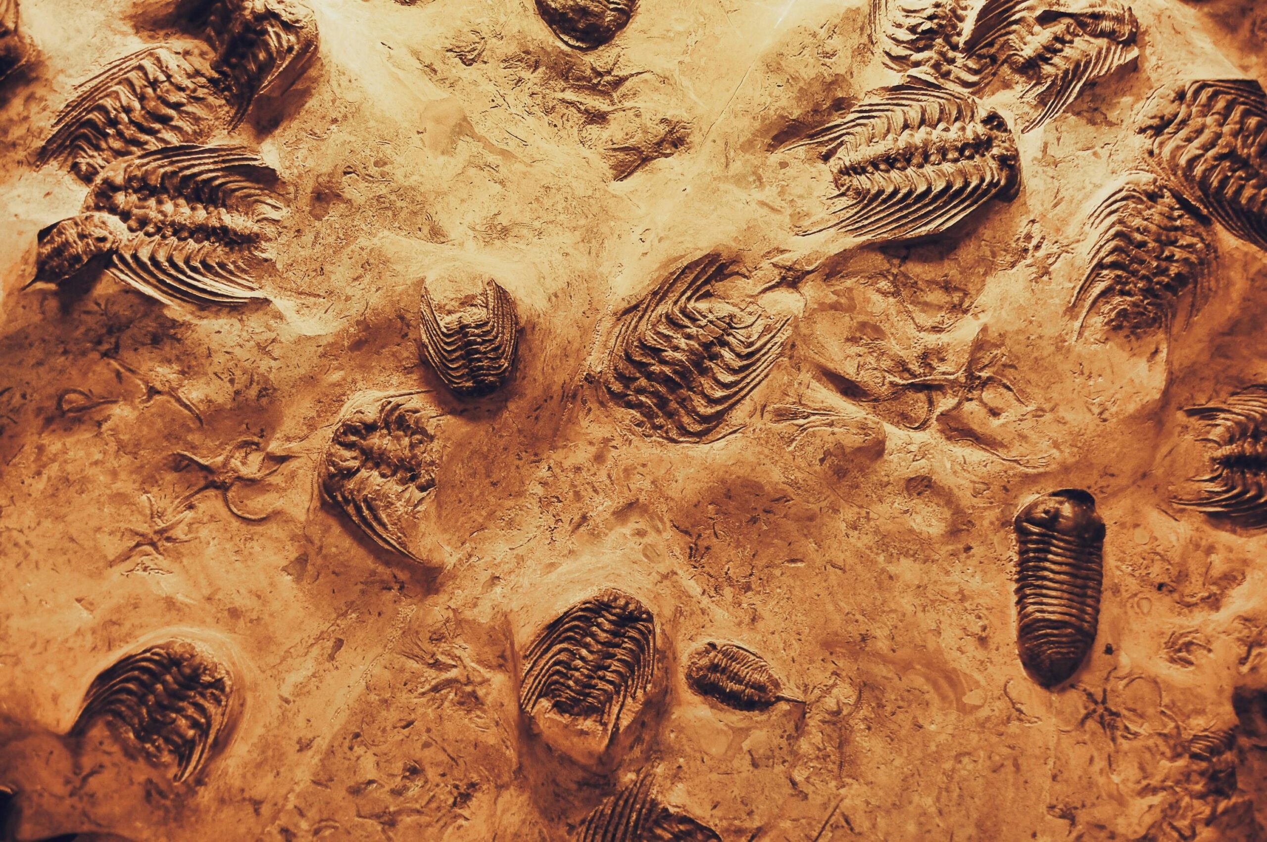 Understanding Evolution: A Beginner’s Guide